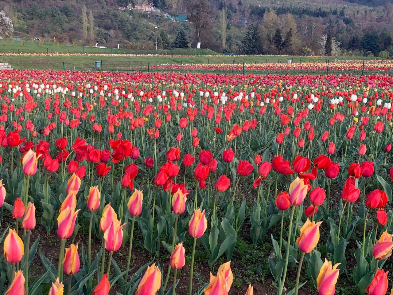 tulipfestival3