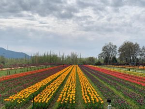 tulipfestival4