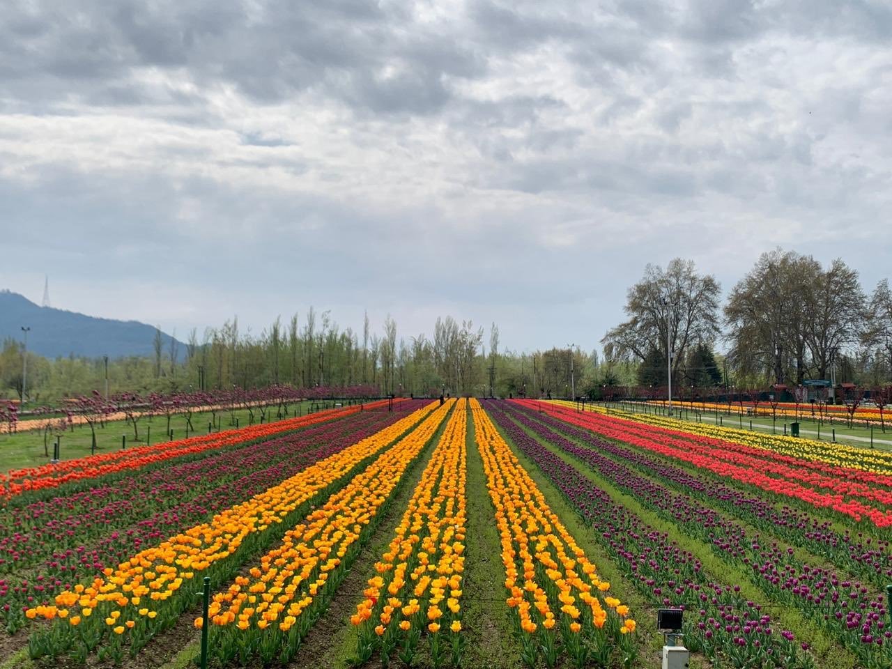 tulipfestival4