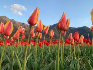 tulipfestival6
