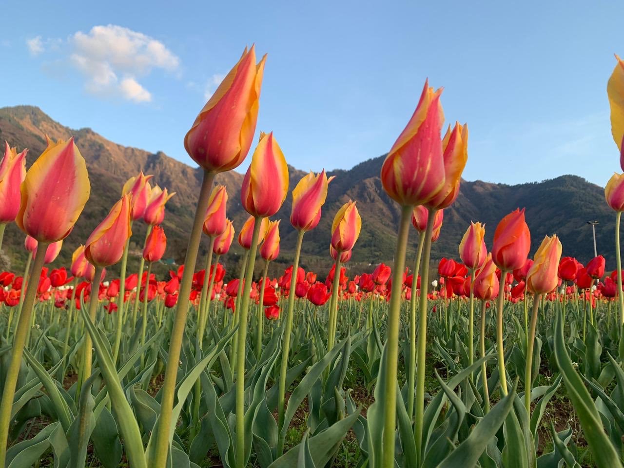 tulipfestival6