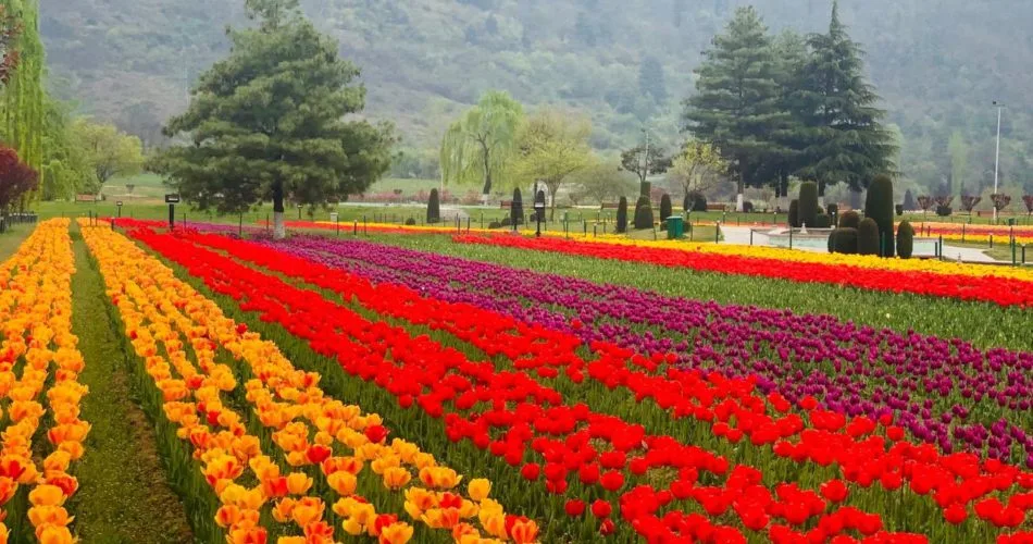 tulipfestival5 950x500 1